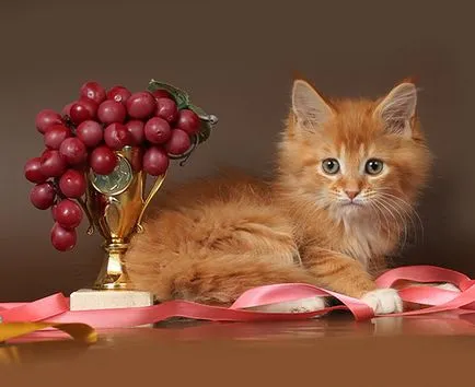 Maine Coon kiscicák