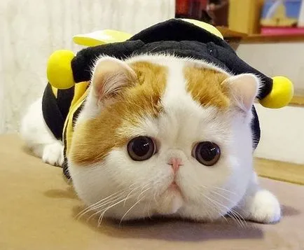 Cat Snoopy (24 fotó) kínai fajta, árak, videók - murkote körülbelül macskák és macskák
