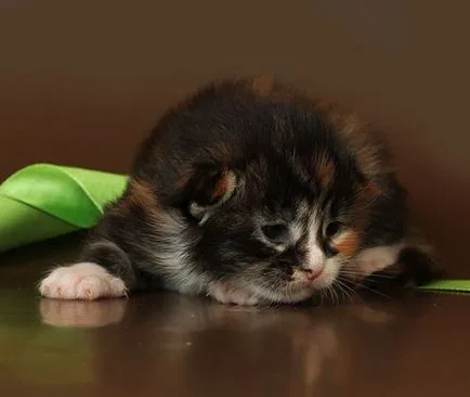 Maine Coon kiscicák