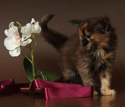 Maine Coon kiscicák