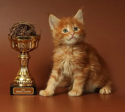 Maine Coon kiscicák