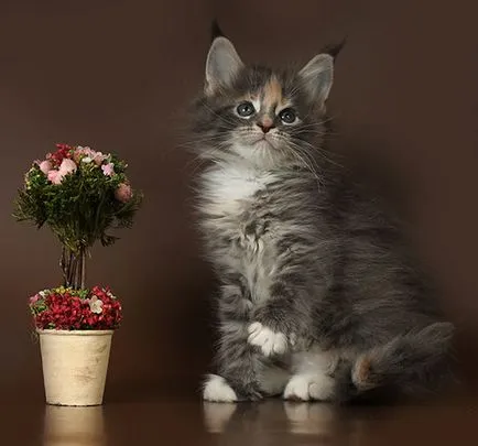 Maine Coon kiscicák