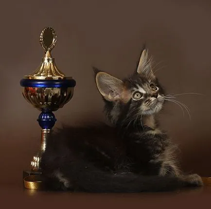 Maine Coon kiscicák