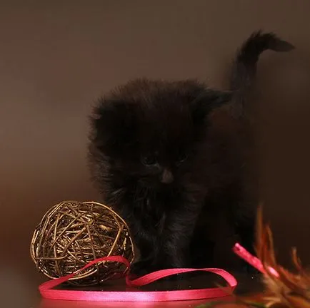 Maine Coon kiscicák