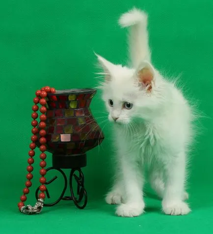 Maine Coon kiscicák