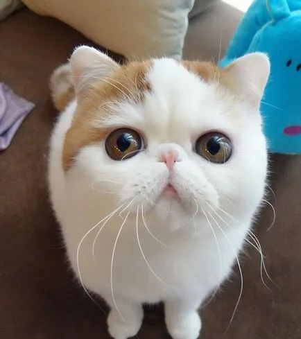 Cat Snoopy (24 fotó) kínai fajta, árak, videók - murkote körülbelül macskák és macskák