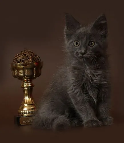 Maine Coon kiscicák