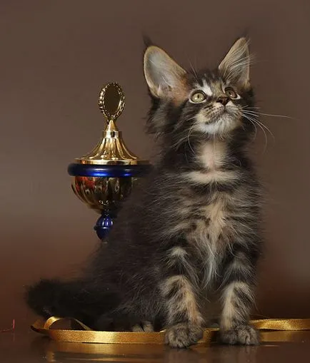 Maine Coon kiscicák