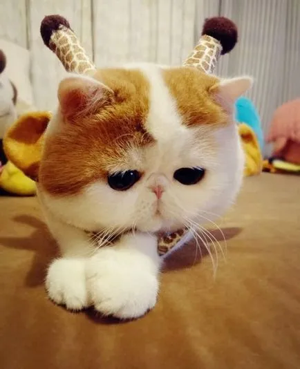 Cat Snoopy (24 fotó) kínai fajta, árak, videók - murkote körülbelül macskák és macskák
