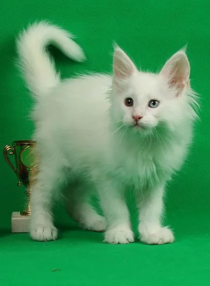Maine Coon kiscicák