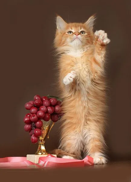 Maine Coon kiscicák