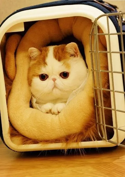 Cat Snoopy (24 fotó) kínai fajta, árak, videók - murkote körülbelül macskák és macskák