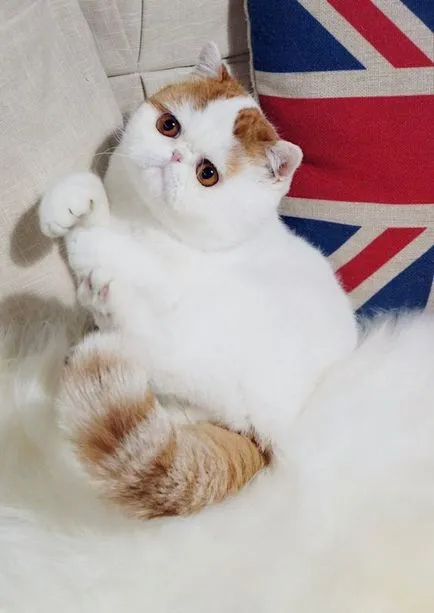 Cat Snoopy (24 fotó) kínai fajta, árak, videók - murkote körülbelül macskák és macskák