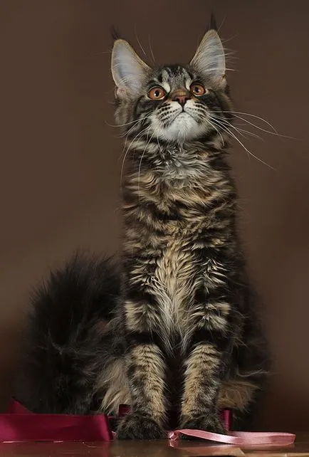 Maine Coon kiscicák