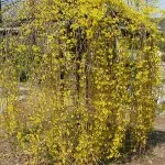 Cserjék a kertben (35 fotó) dísznövények, évelő, igénytelen, kert, ültetés ő (cserjék) Cserjék a kertben (35 fotó) dísznövények, évelő, igénytelen, kert, ültetés azok