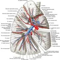 Pulmonalis törzs 1