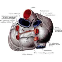 Pulmonalis törzs 1