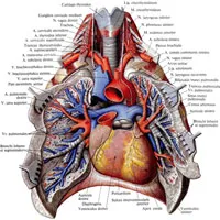 Pulmonalis törzs 1
