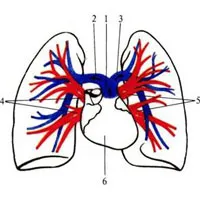 Pulmonalis törzs 1