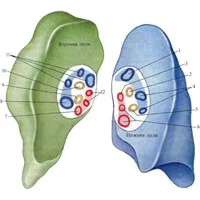 Pulmonalis törzs 1