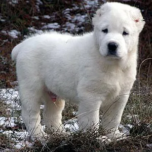 Gabona kutyák, kutya kennel - labrador (gabona) Gabona kutyák, kutya kennel - labrador