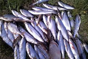Ragályos sabrefish rugalmassá kiválasztani a legjobban kezelni, főleg fogása sabrefish a gumi, oktatóvideót