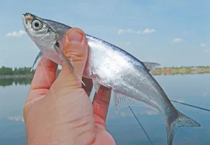 Ragályos sabrefish rugalmassá kiválasztani a legjobban kezelni, főleg fogása sabrefish a gumi, oktatóvideót