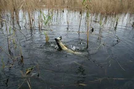 Pike halászat a tavasszal egy forgó halászati ​​különösen hónapban
