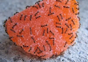 A hangyák a lakásban, hogyan lehet megszabadulni a otthon segítségével vegyszerek és rögtönzött csapdák