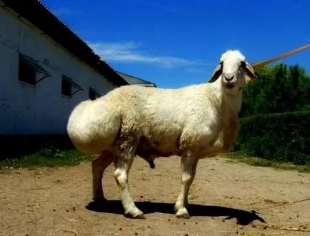 Hús juhfajta
