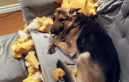 Shepherd büntetni, hogy rossz