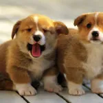 Áttekintés a kutyafajta Welsh Corgi tartalom, az ételek és fotó kedvencek (rock) Áttekintés a kutyafajta Welsh Corgi tartalom, az ételek és fotó kedvencek