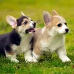 Áttekintés a kutyafajta Welsh Corgi tartalom, az ételek és fotó kedvencek (walesi) Áttekintés a kutyafajta Welsh Corgi tartalom, az ételek és fotó kedvencek