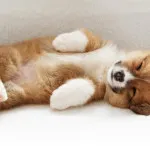 Áttekintés a kutyafajták welsh corgi tartalom, az ételek és fotó kedvencek (Welsh Corgi) Áttekintés a kutyafajta Welsh Corgi tartalom, az ételek és fotó kedvencek