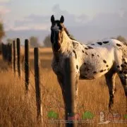 Áttekintés ruha tarka lovak, leírás, képek és videó (fotó) Áttekintés ruha tarka lovak, leírás, képek és videó