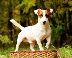 Áttekintés a kutyafajták welsh corgi tartalom, az ételek és fotó kedvencek (Welsh Corgi) Áttekintés a kutyafajta Welsh Corgi tartalom, az ételek és fotó kedvencek