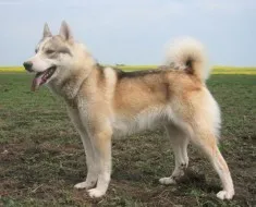 Áttekintés welsh corgi kutya fajta tartalmat, étel és házi fotó (fotók) Áttekintés a kutyafajta Welsh Corgi tartalom, az ételek és fotó kedvencek