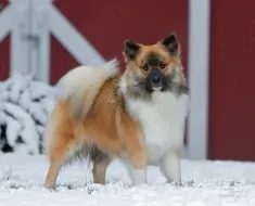 Áttekintés a kutyafajta Welsh Corgi tartalom, az ételek és fotó kedvencek (rock) Áttekintés a kutyafajta Welsh Corgi tartalom, az ételek és fotó kedvencek