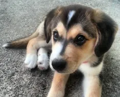 Áttekintés a kutyafajta Welsh Corgi tartalom, az ételek és fotó háziállatok (kutya) Áttekintés a kutyafajta Welsh Corgi tartalom, az ételek és fotó kedvencek