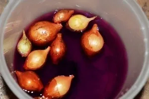hagyma Seva feldolgozó ültetés előtt a hagyma fly - Magic Plants (Seva) hagyma Seva feldolgozó ültetés előtt a hagyma fly - Magic Plants