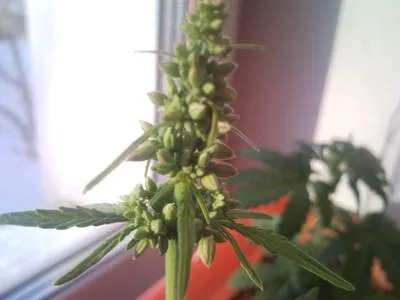 Meghatározó szex kender - mindent a kannabisz termesztésének - cikkek - mindent a kender termesztését