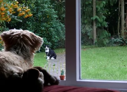 A barátságról kutyák és macskák (30 fotó) (kutya és macska) A barátságról kutyák és macskák (30 fotó)