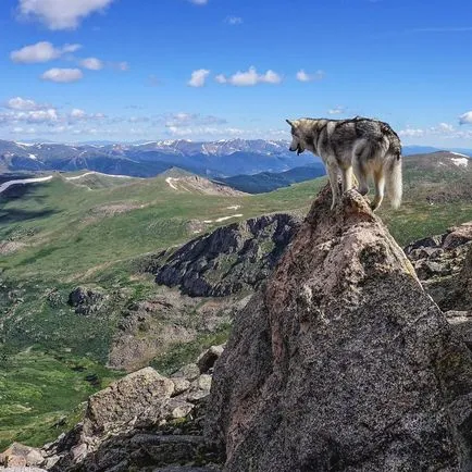 Utazik a világ a négylábú barátja, az biztos - a kutyának a vadon élő