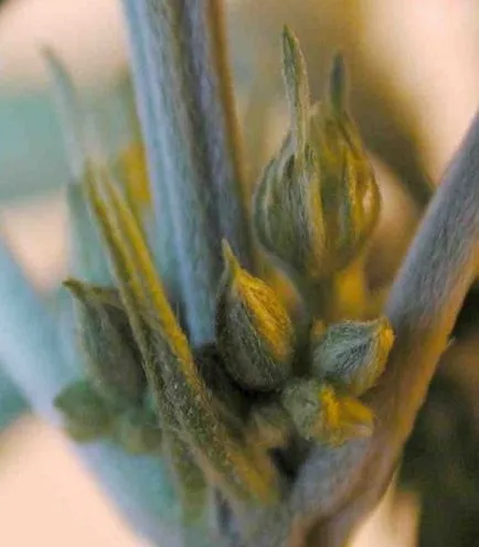 Meghatározó szex kender - mindent a kannabisz termesztésének - cikkek - mindent a kender termesztését