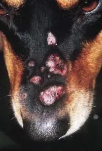 Pyoderma kutyáknál a tünetek és a kezelés (kezelés) Gennyes bőrgyulladás kutyáknál tünetek és a kezelés