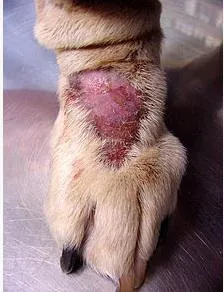 Pyoderma kutyáknál a tünetek és a kezelés (tünetek) Gennyes bőrgyulladás kutyáknál tünetek és a kezelés