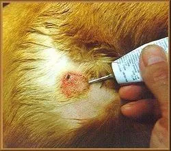Pyoderma kutyáknál a tünetek és a kezelés (kezelés) Gennyes bőrgyulladás kutyáknál tünetek és a kezelés