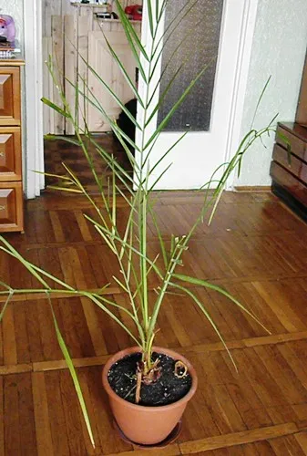 Palm ellátás, termesztés, öntözés, ültetés az otthoni (home) Palm ellátás, termesztés, öntözés, ültetés otthon