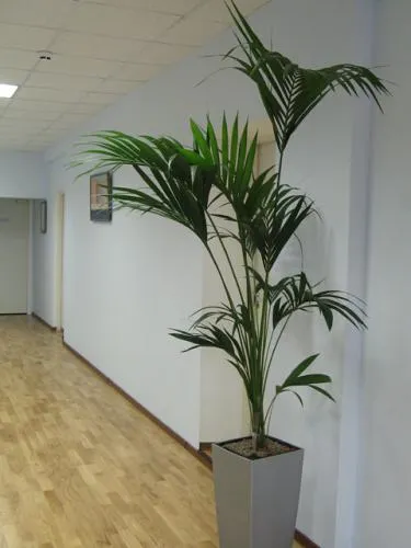 Palm ellátás, termesztés, öntözés, ültetés az otthoni (home) Palm ellátás, termesztés, öntözés, ültetés otthon