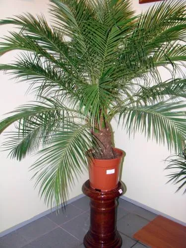 Palm ellátás, termesztés, öntözés, ültetés a home (növekvő) Palm ellátás, termesztés, öntözés, ültetés otthon
